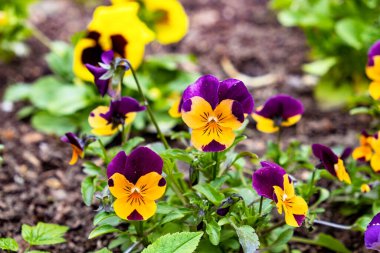 Viyola menekşelerinin turuncu çiçek açan muhteşem kadife çiçekleri çiçek tarlasında bahçeye ekiliyordu. Bahçe dekorasyonu, peyzaj, bitki ekimi ve fidanlar. 