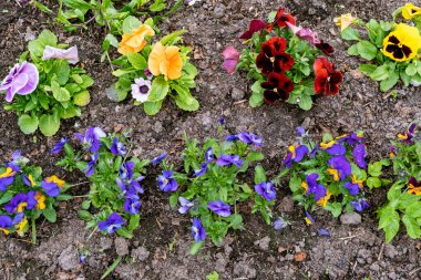 Birçok farklı kadife çiçekli mavi viyola menekşeleri, çiçek tarlasında bahçeye ekildi. Bahçe dekorasyonu, peyzaj, ekme bitkileri ve fidanlar, üst manzara.