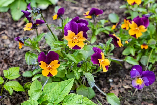 Magnificent Velvet Blooming Orange Violet Flowers Viola Violets Planted Ground — Stock Photo, Image
