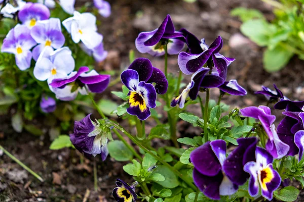 Magnificent Velvet Blooming Blue Yellow Flowers Viola Violets Planted Ground — Stock Photo, Image