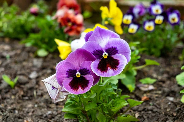 Magnífico Veludo Florescendo Flores Azuis Amarelas Viola Violetas Plantadas Chão — Fotografia de Stock