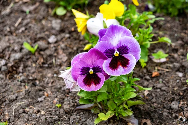 Magnifică Catifea Înflorind Flori Albastre Galbene Violete Plantate Pământ Grădina — Fotografie, imagine de stoc