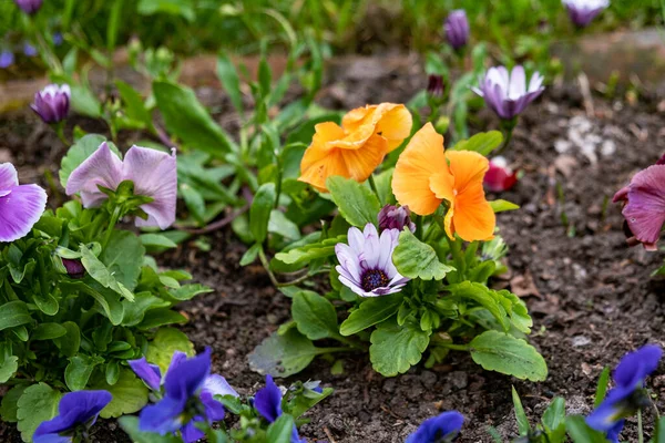 Multe Diferite Catifea Înflorind Flori Albastre Galbene Violete Plantate Pământ — Fotografie, imagine de stoc