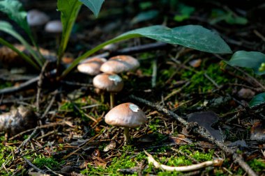 Birçok peri masalı sihirli köylü mantarının yeri çimlerde kahverengi şapkalı, mantar, kavak, sert ışık ve gölgeler 