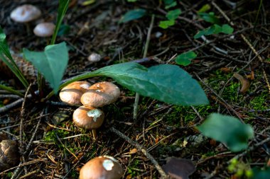 Birçok peri masalı sihirli köylü mantarının yeri çimlerde kahverengi şapkalı, mantar, kavak, sert ışık ve gölgeler 