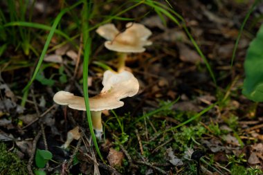 Birçok peri masalı sihirli köylü mantarının yeri çimlerde kahverengi şapkalı, mantar, kavak, sert ışık ve gölgeler 