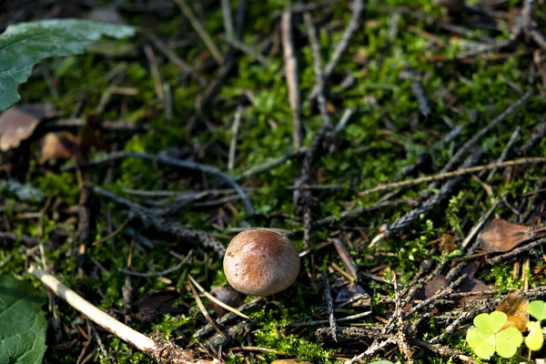 Placer Wielu Bajkowych Magicznych Grzybów Rustykalnych Brązowym Kapeluszem Lesie Trawie — Zdjęcie stockowe