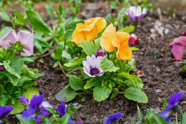 Çiçek tarlasında toprak bahçesine dikilmiş viyola menekşelerinden oluşan muhteşem kadife çiçekleri. Bahçe dekorasyonu, peyzaj, ekme bitkileri ve fidanlar, kır hayatı.
