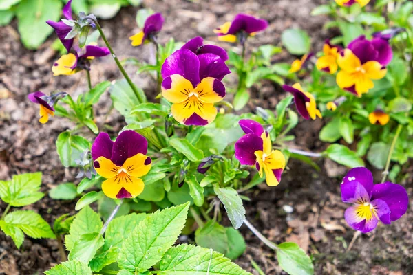 壮大なベルベットは 花壇の土地のプロット上に庭に植えられ ビオラのバイオレットのオレンジ色の紫色の花を咲かせます 庭の装飾 植物や苗を植える — ストック写真