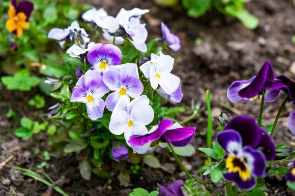 Magnifică Catifea Înflorind Flori Roșii Violete Plantate Grădină Sol Teren — Fotografie, imagine de stoc