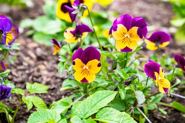 Magnificent velvet blooming orange violet  flowers of viola violets, planted in the ground the garden on a plot of land in the flowerbed. Garden decoration, landscaping, planting plants and seedlings