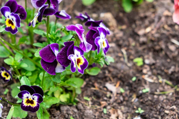 Magnífico Veludo Florescendo Flores Vermelhas Viola Violetas Plantadas Jardim Chão — Fotografia de Stock