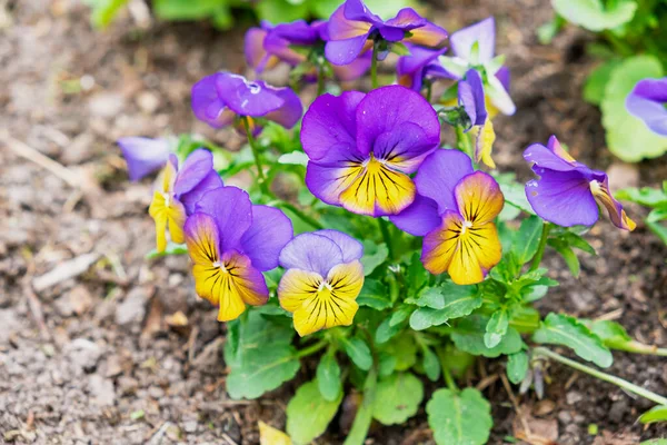 Magnificent velvet blooming orange violet  flowers of viola violets, planted in the ground the garden on a plot of land in the flowerbed. Garden decoration, landscaping, planting plants and seedlings