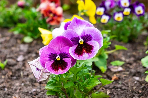 Magnifiques Fleurs Rouges Violettes Alto Fleuries Velours Plantées Rez Jardin — Photo