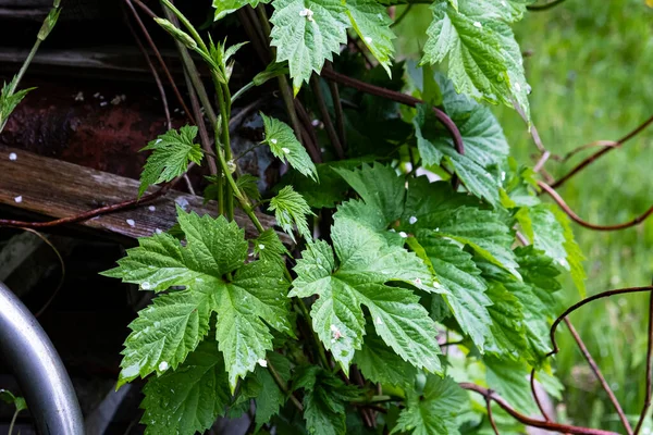 Green curly hop leaves, vine of hops ivy in the countryside close up, loach vine wrapped tree