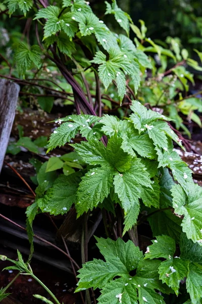 Green curly hop leaves, vine of hops ivy in the countryside close up, loach vine wrapped tree