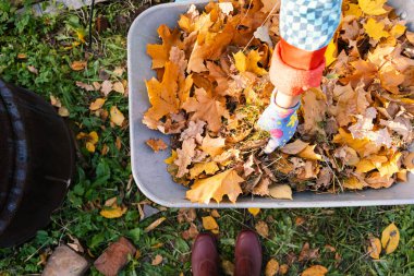Autumn leaves in a wheelbarrow and female gardener hand in garden glove holds the leaves in hand, burning autumn maple oak leaves, country work clipart