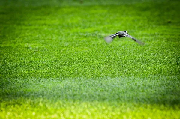 Porto, Portuglal - 09 Haziran 2019: Kuş ayak üzerinde uçuyor