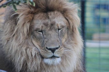 huzurlu ormanlar aslan kral