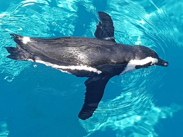 Lindo Pingüino Mar Azul —  Fotos de Stock