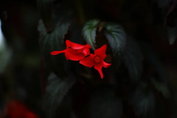 Exotische Blumen Gewächshaus Das Ende Des Tages Natürliches Licht — Stockfoto