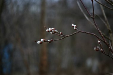 Söğüt dalı, Paskalya, Paskalya dekorasyon sembolü