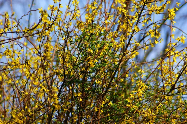 Forsythia Våren Dekorativ Buske Inredning Påsk Inredning — Stockfoto