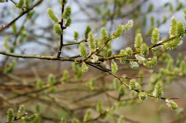Bahar Ilk Çiçekli Willow Park Bahar Yürüyüşte Bahar Belirtileri — Stok fotoğraf