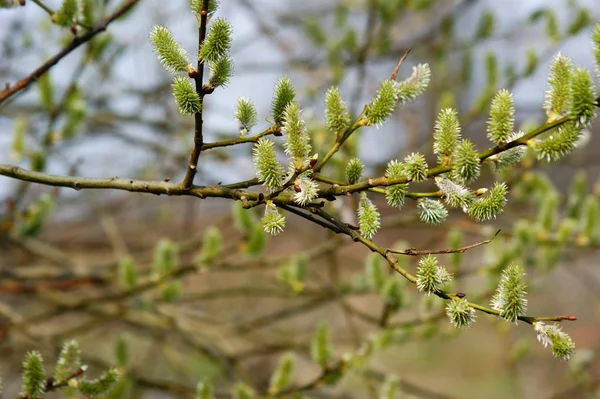 Primavera Primeira Floração Salgueiro Parque Passeio Primavera Sinais Primavera — Fotografia de Stock