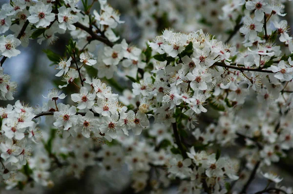 Macieira Florescente Primavera Jardim — Fotografia de Stock