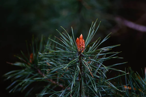 Pinheiro Ramo Coníferas Com Pinecone Primavera Jovem — Fotografia de Stock