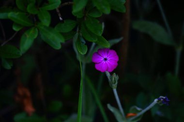 minyatür karanfil, bahçe çiçeği ve tarla çiçeği, resimde mor