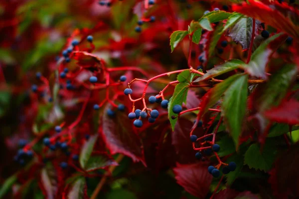 ヘッジ低木 9月の色の特徴 赤い葉と小枝の間のベリーフルーツ — ストック写真