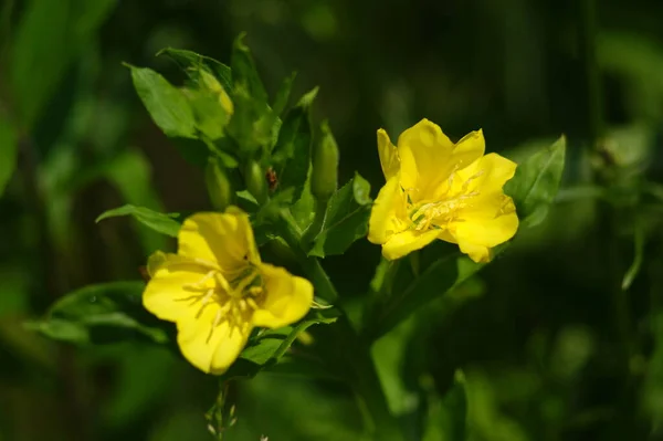 Çiçek Açan Medikal Tarla Bitkisi Yazın Ilk Günlerinde Düşünceli Çiçekler — Stok fotoğraf