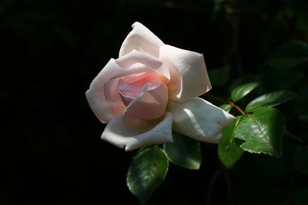 Róża Hodowana Ogrodzie Piękna Pachnąca Przyrodzie Domu Wazonie — Zdjęcie stockowe