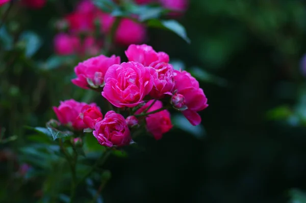 Rosa Roja Una Ramita Llena Rosas Frescas Floreció Cama Flores —  Fotos de Stock