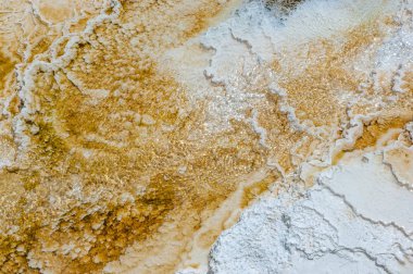 Minerva Terrace kaplıcalarının Travertine ifadeleri Yellowstone Ulusal Parkı, ABD