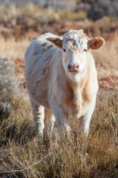 Young Cow Charolais Breed Desert Ranch Utah Usa — Stock Photo, Image