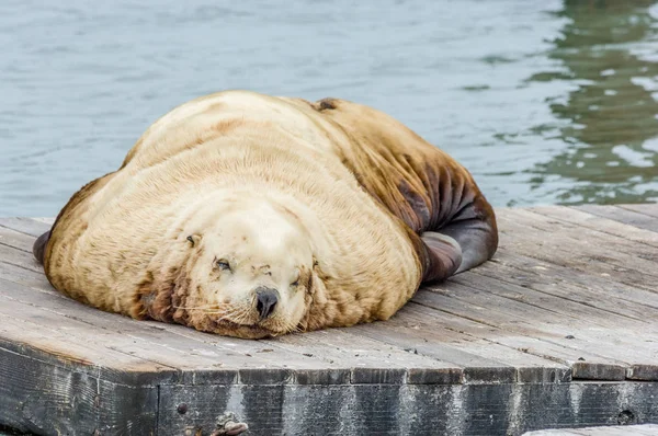 可爱的海狮休息在39号码头 在旧金山 加利福尼亚州 乌萨热门的旅游地点 — 图库照片