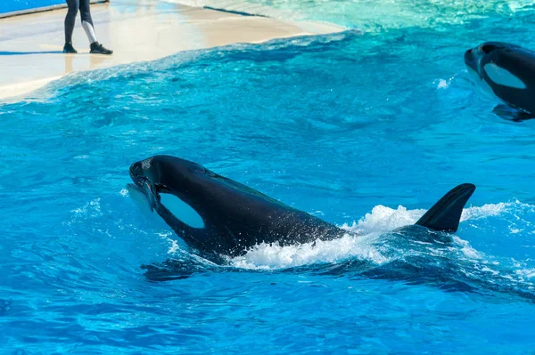 Orca Baleia Assassina Atuando Durante Show Marítimo Eua — Fotografia de Stock