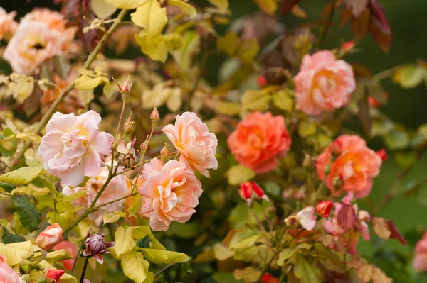Vackra Blommande Rosor Berömda Claude Monet Garden Giverny Normandie Frankrike — Stockfoto