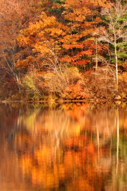 Appalachian dağlarındaki New Jersey Gölü çevresinde altın sonbahar yaprakları, ABD
