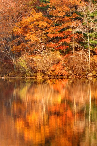 Folhagem Outono Dourada Torno Lago Nova Jersey Nas Montanhas Apalaches — Fotografia de Stock