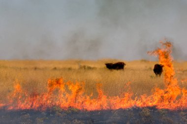 Çayırdaki siyah inekler yaz sıcağı dalgası sırasında yanan kuru otlarla çevrili.