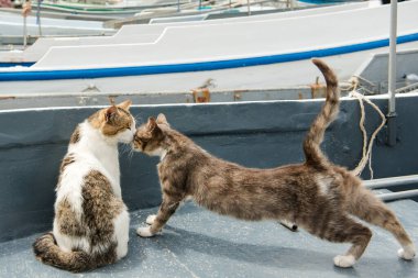 Kediler Balaklava limanında bir balıkçı teknesinde kucaklaşıyorlar, Kırım