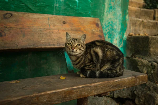 Terk Edilmiş Evin Yanındaki Harap Bankta Oturan Güzel Kedi Yemek — Stok fotoğraf