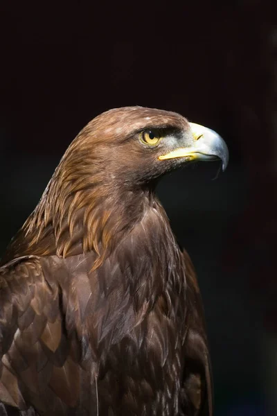 Közelkép Golden Eagle Fej Fekete Háttér — Stock Fotó