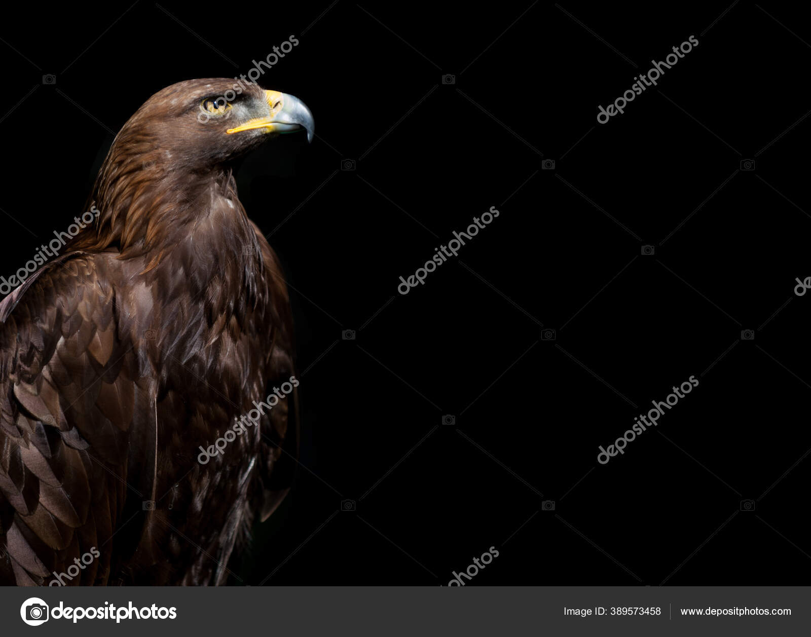 Close Golden Eagle Head Black Background Stock Photo By C Mliss