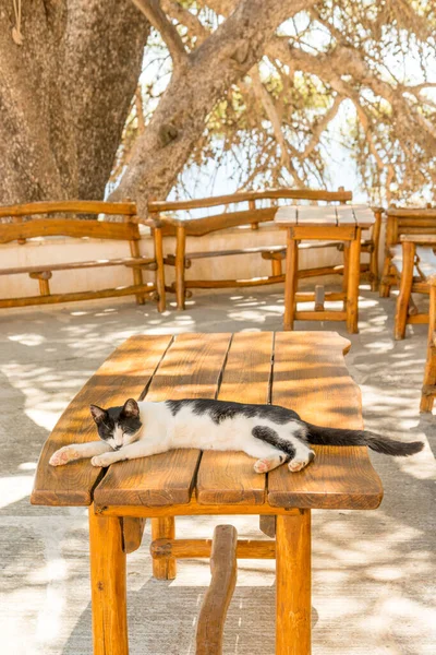 Girit Yunanistan Daki Preveli Manastır Bahçesindeki Açık Kafede Yatan Kedi — Stok fotoğraf