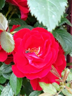 Bahçedeki kırmızı çiçekler